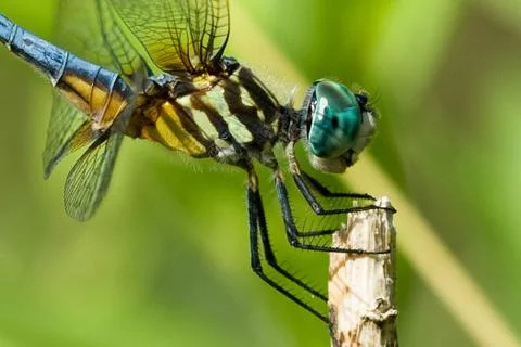 Close up of dragonfly Stock Photos