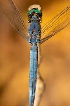 Close-up of a dragonfly Fotos de archivo