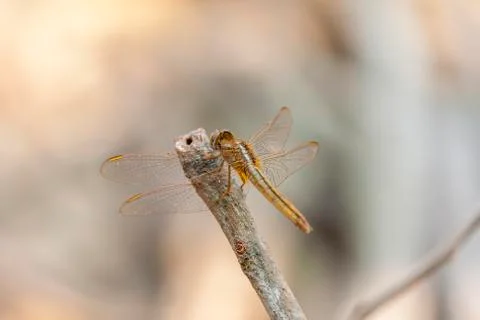 Close up of Dragonfly 스톡 사진