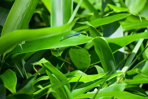Close up of dragonfly. Stock Photos