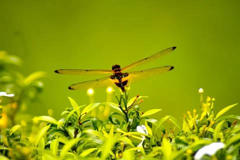 Close-up of a dragonfly Stock Photos