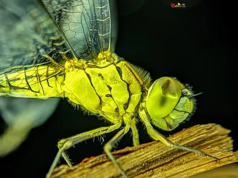 Close up with the dragonfly Stock Photos