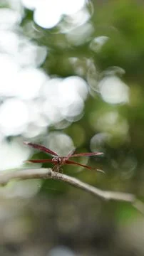Close up of dragonfly Stock Photos