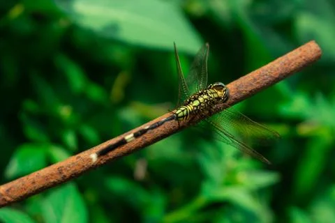 Close up of a dragonfly Stock Photos