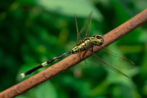 Close up of a dragonfly Foto stock