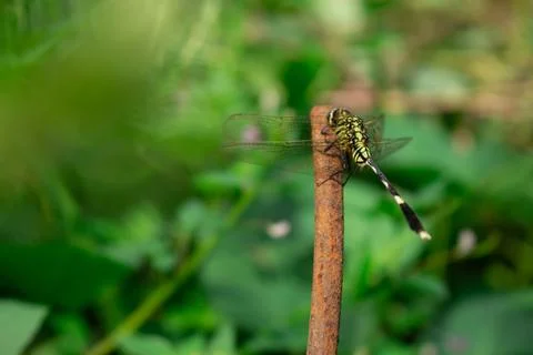 Close up of a dragonfly Stock Photos