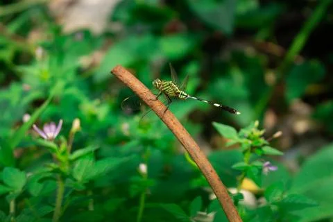 Close up of a dragonfly Stock Photos