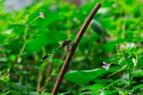 Close up of a dragonfly Stock Photos