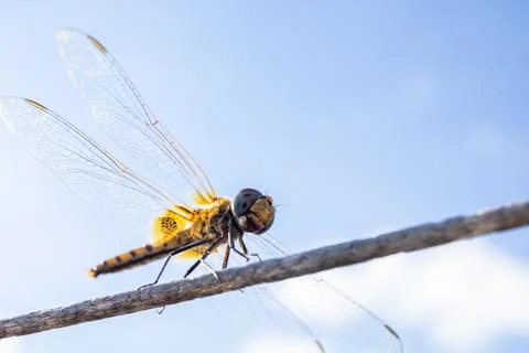 Close up dragonfly Stock Photos