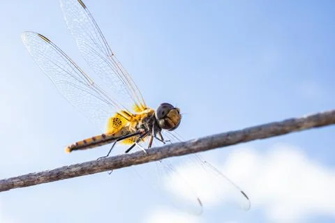 Close up dragonfly Stock Photos