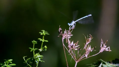 Close-Up of Dragonfly on Plant in Summer Stock Footage 314486021