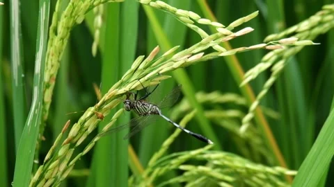 Close up of a dragonfly preying on an insect Stock Footage 336933259