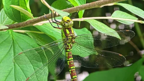 Close-Up of a Dragonfly Resting on a Branch Stock Footage 321380396