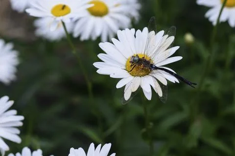 Close-up of a dragonfly resting on a daisy, surrounded by blooming white fl.. 스톡 사진