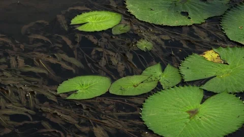 Close Up of Dragonfly Resting on Floating Green Pond Leaves 스톡 동영상 330955934