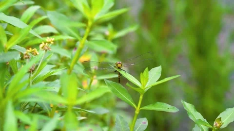 Close up of a dragonfly resting on a green leaf in summer garden Video stock 342332067
