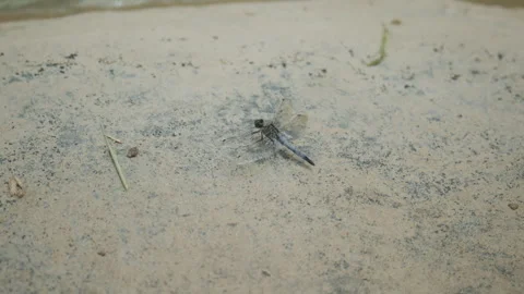 Close up of a dragonfly resting on a pale stone surface near water, captured in Stock Footage 339752175