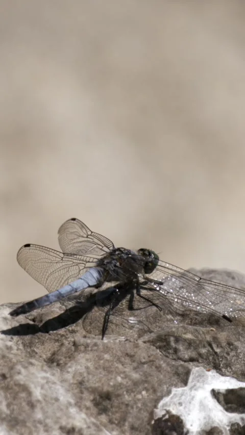 Close-up of a dragonfly resting on a rock in nature Stock Footage 341273228