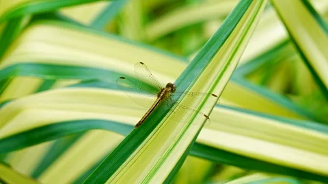 Close-up of a Dragonfly Resting on Striped Green and Yellow Leaves Stock Footage 331863581
