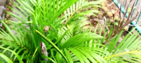 Close-Up of a Dragonfly Resting on a Vibrant Green Plant Stock Footage 307149636
