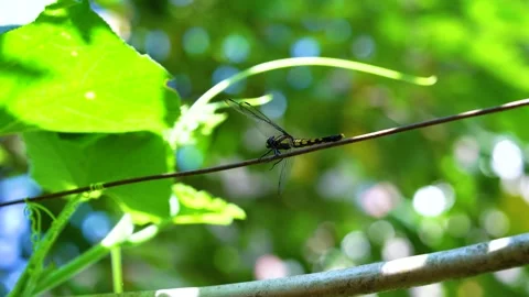 Close up of a dragonfly resting on a wire in a garden Stock Footage 342220527