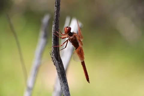 Close up of dragonfly from the side Stock Photos