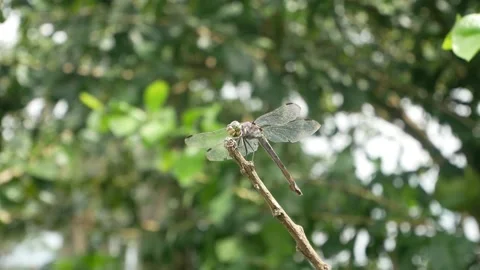 Close up of Dragonfly sitting on a branch. Stock Footage 164610783