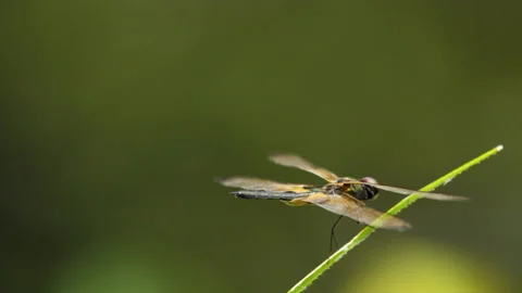 Close of Dragonfly Sitting On Grass, Borneo, Indonesia Stock Footage 142918530