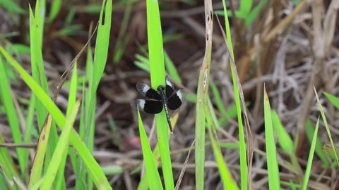 Close up of a dragonfly sitting on the grass Video stock 108758988