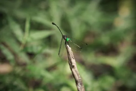 Close-up of a dragonfly sitting on a stick Stock Photos