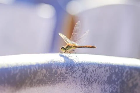 Close-up of a dragonfly sitting on a table on a blurred background of a summe Stock Photos