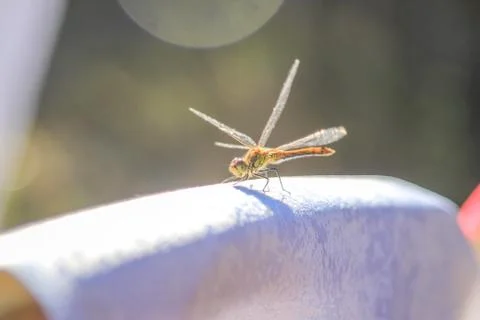 Close-up of a dragonfly sitting on a table on a blurred background of a summe Stock Photos