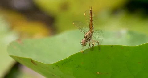 Close-up dragonfly standing on a lotus leaf. Stock Footage 269951783