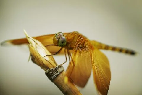 Close up dragonfly on stick Stock Photos