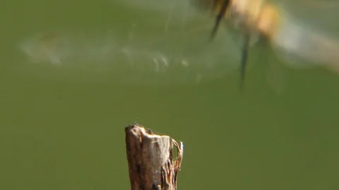 Close-up of a dragonfly that takes off and sits down on a branch. Macro Vidéo 105364313