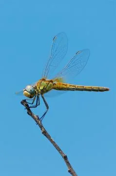 Close-up of dragonfly on a twig Foto stock