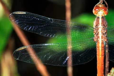 Close-up of a dragonfly wing in Belize Stock Photos