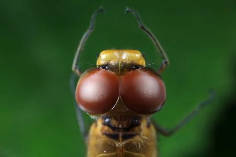 Close up of dragonfly's compound eyes Stock Photos