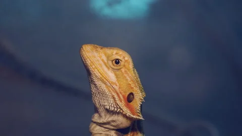 Close-up of a dragon's head Stock Footage 171054770