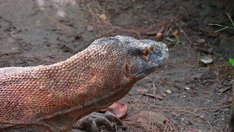 Close up of dragons looking for prey 스톡 동영상 235819107