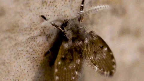 Close up of a drain fly on a tile wall Vidéo 197518543