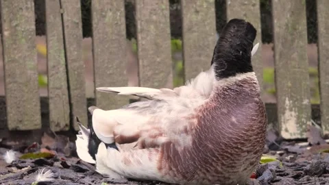 Close Up Of A drake Duck cleaning it self Stock Footage 292320307