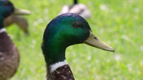 Close-up of a drake on the lawn Stockbeeldmateriaal 289640897