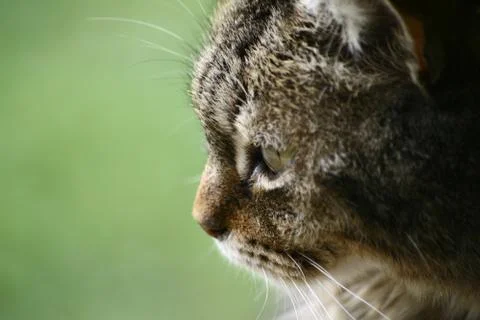 Close up of a dramatic cat Stock Photos