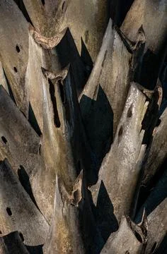 Close up dramatic detail of sharp pointed spikes thorns on palm tree trunk .. Stock Photos
