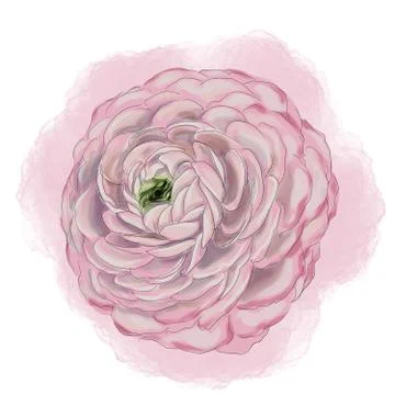 Close-up drawing of a delicate pink rununculus flower 스톡 일러스트