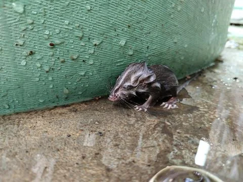 Close-up of a drenched rat after falling into the water, featuring realistic fur Stock-Fotos