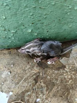 Close-up of a drenched rat after falling into the water, featuring realistic fur Stock-Fotos