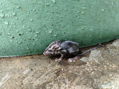 Close-up of a drenched rat after falling into the water, featuring realistic fur Stock-Fotos
