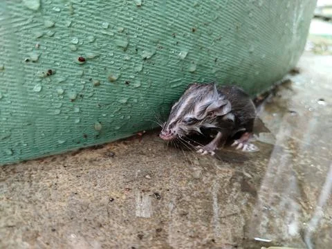 Close-up of a drenched rat after falling into the water, featuring realistic fur Stock-Fotos